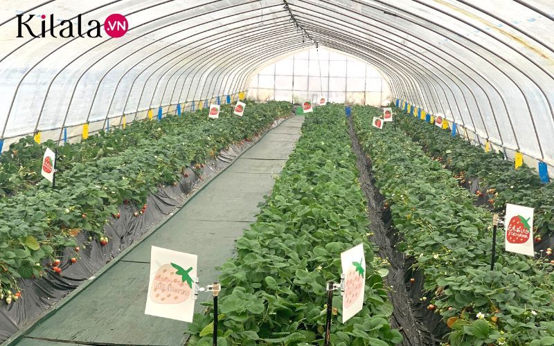 vườn dâu vườn dâu